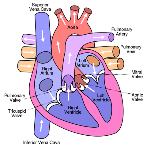 Heart Arrhythmia